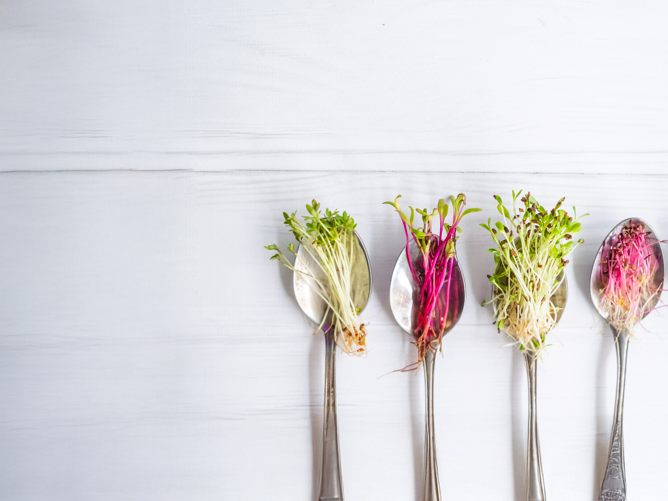 Fresh microgreens on plates